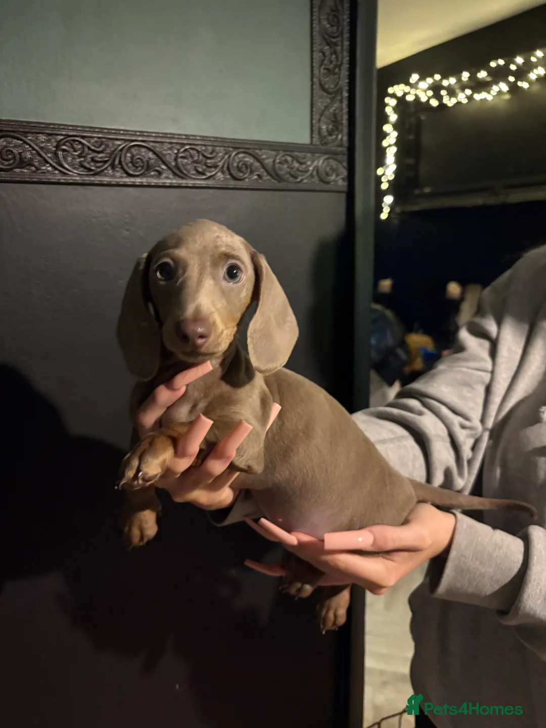 Miniature Dachshund dogs for sale: Beautiful miniature dachshound  - Advert 1