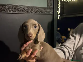 Miniature Dachshund dogs Beautiful miniature dachshound - Advert 2