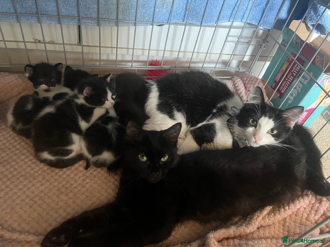 British Shorthair cats for sale: Black and white kittens! - Image 12