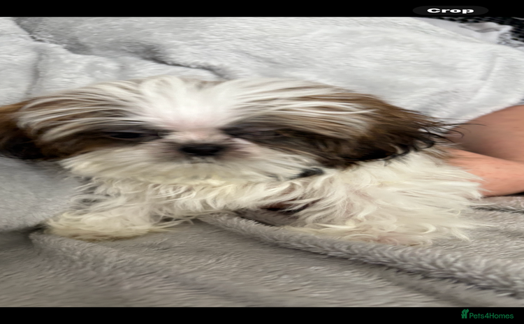 Shih Tzu dogs - Advert 1