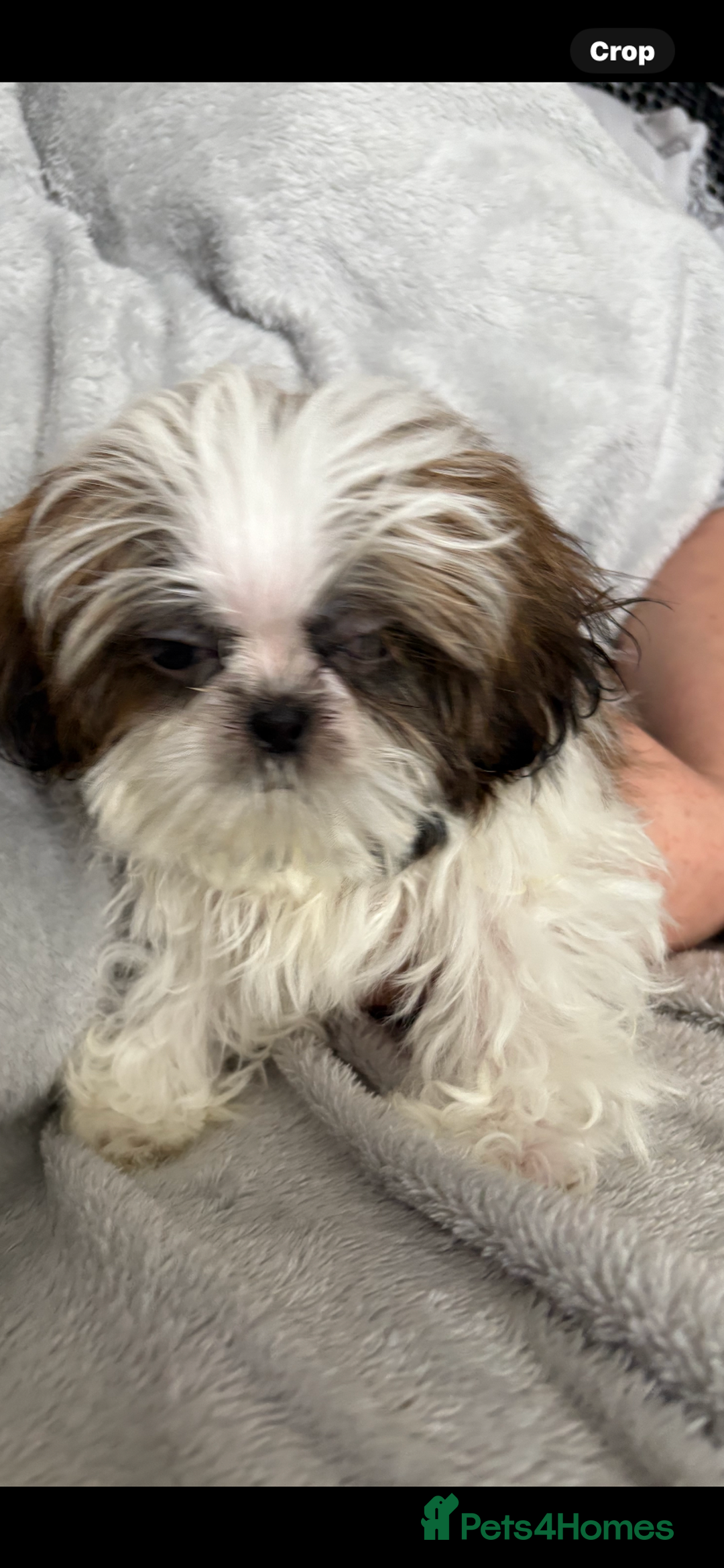 Shih Tzu dogs for sale: Shih Tzu One BOY left   - Image 1