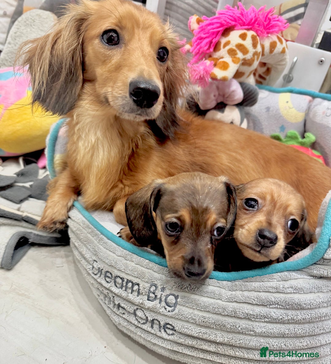 Miniature Dachshund dogs for sale: ✨ Tiny gorgeous puppy girl Mini dachshund  ✨ - Image 14