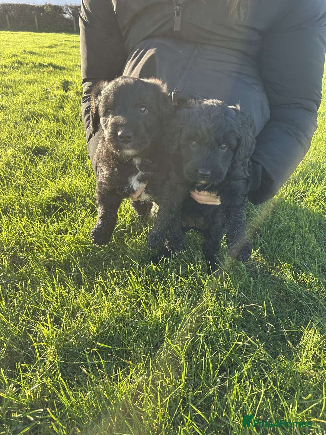 Bordoodle dogs for sale: Superb Litter of Farm-Raised Bordoodles - Advert 5