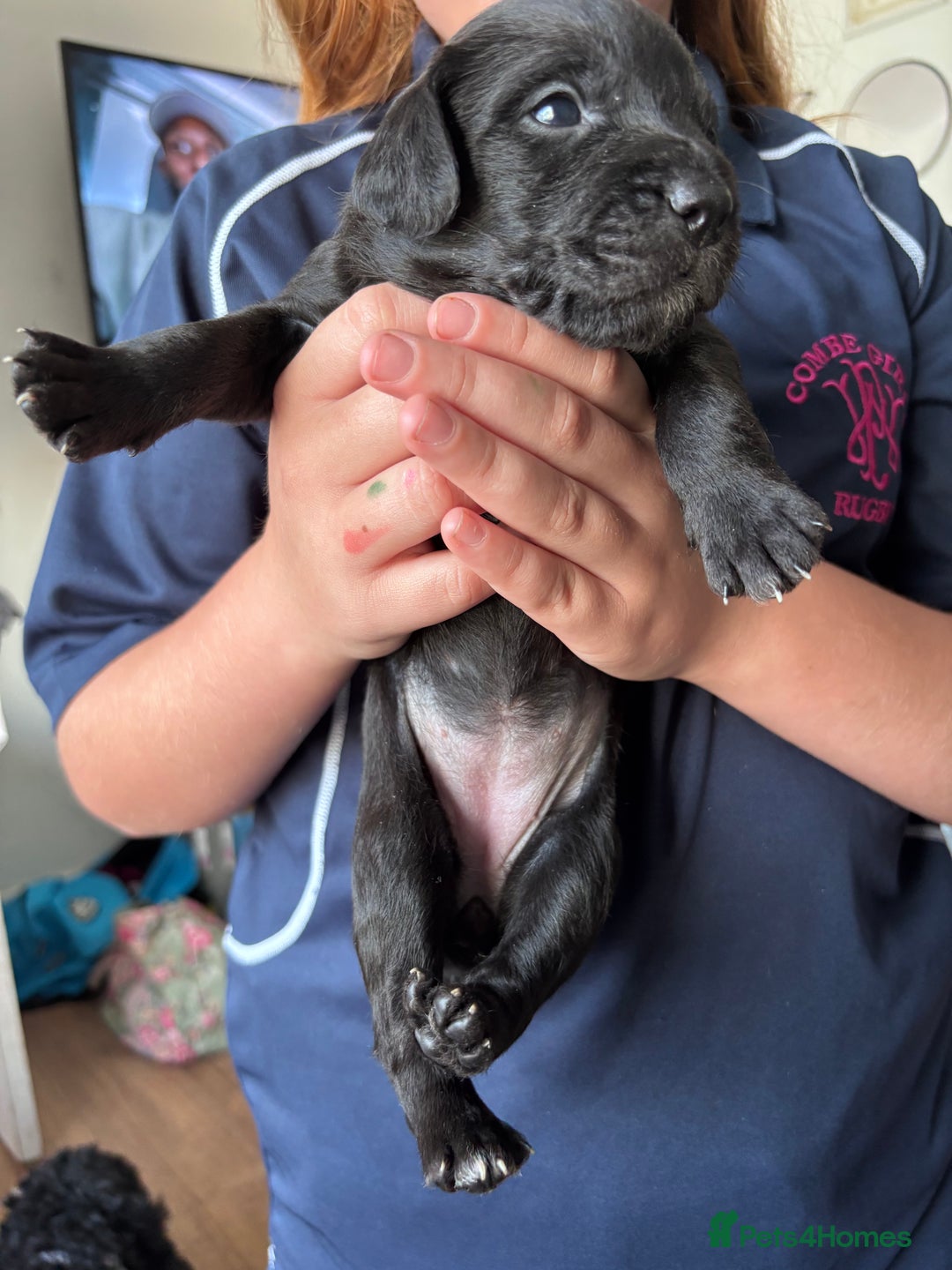Mixed Breed dogs for sale: Staff x cockapoo puppies  - Image 12