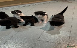 Scottish Fold cats for sale: Scottish fold  - Image 16