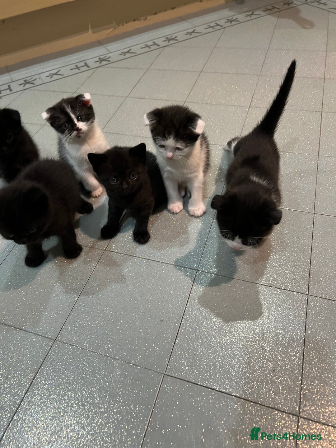 Scottish Fold cats for sale: Scottish fold  - Image 16
