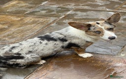 Welsh Corgi Cardigan dogs for sale: Beautiful Blue Cardigan Corgi Bitch  - Image 5