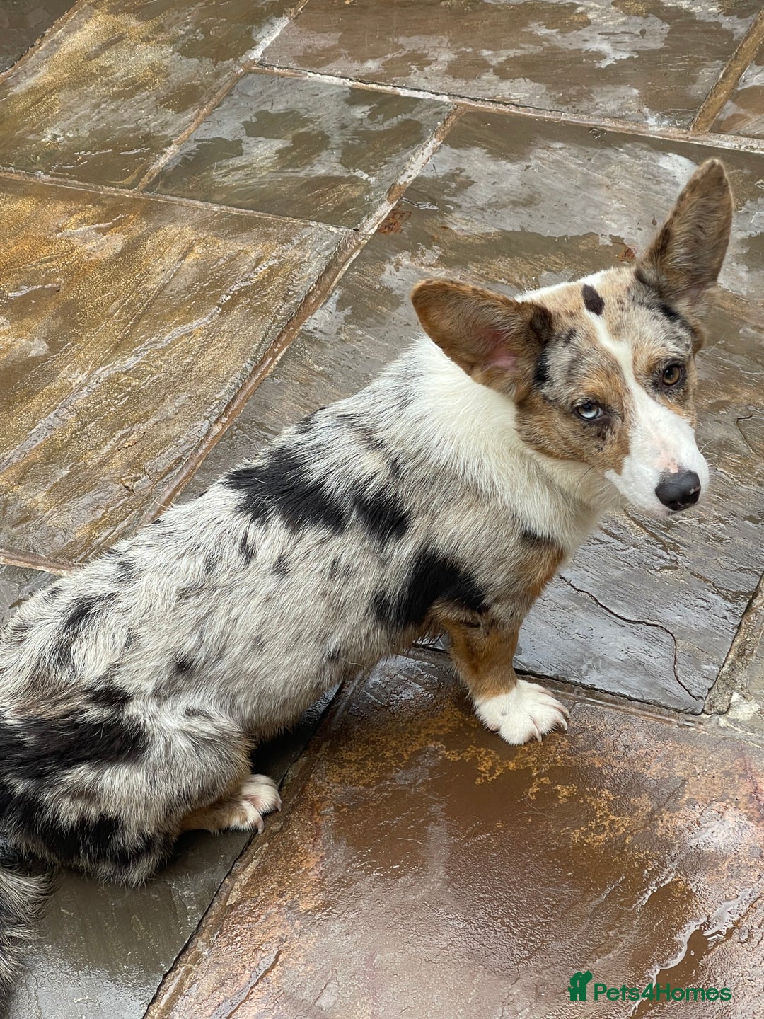 Welsh Corgi Cardigan dogs for sale: Beautiful Blue Cardigan Corgi Bitch  - Image 5