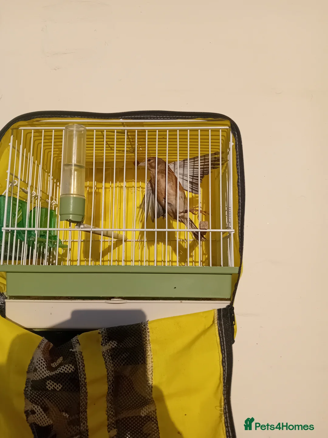 Finches birds for sale: linnet finch  in Maidstone - Advert 1