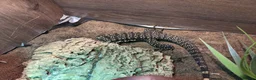 Lizard reptiles for sale: Argentinian black and white tegu - Advert 4