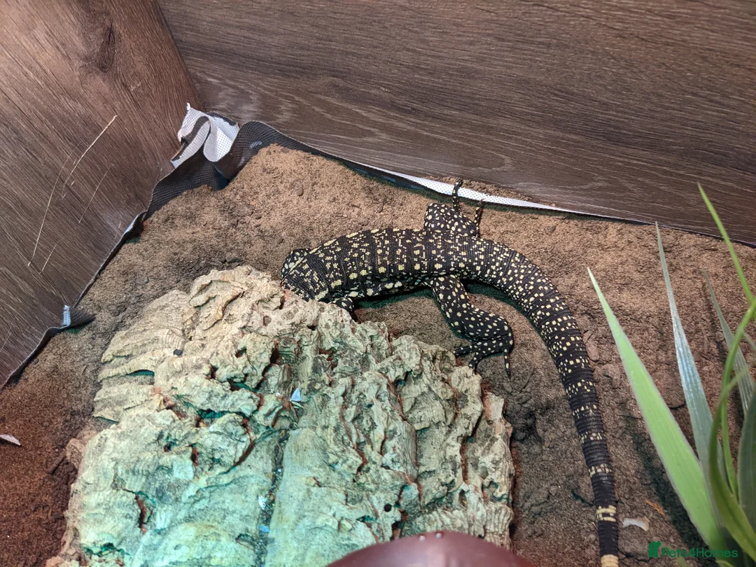 Lizard reptiles for sale: Argentinian black and white tegu - Advert 4