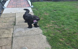 Cockapoo dogs for sale: 16 Month old Male Cockapoo - Image 3