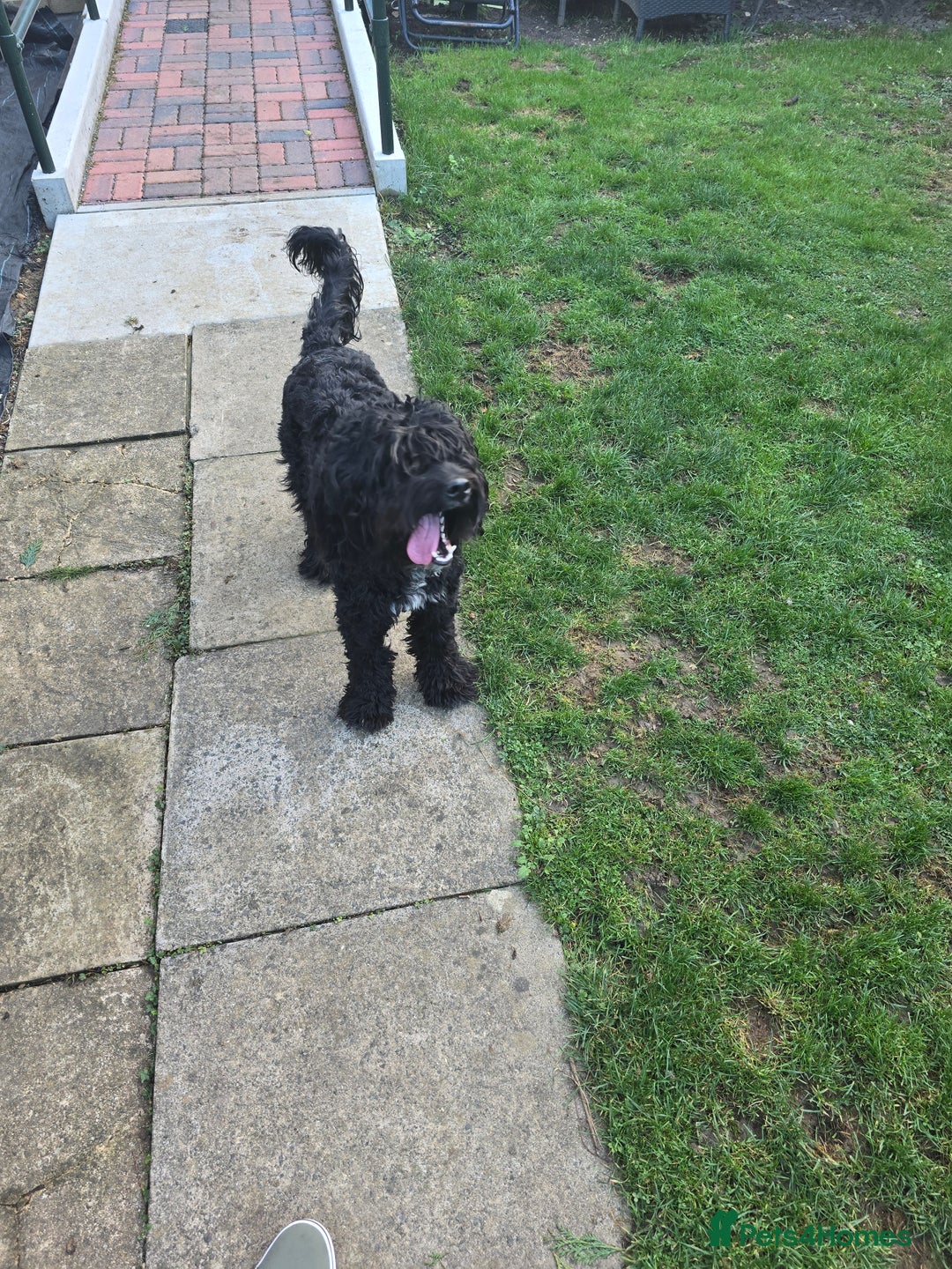 Cockapoo dogs for sale: 16 Month old Male Cockapoo - Image 3