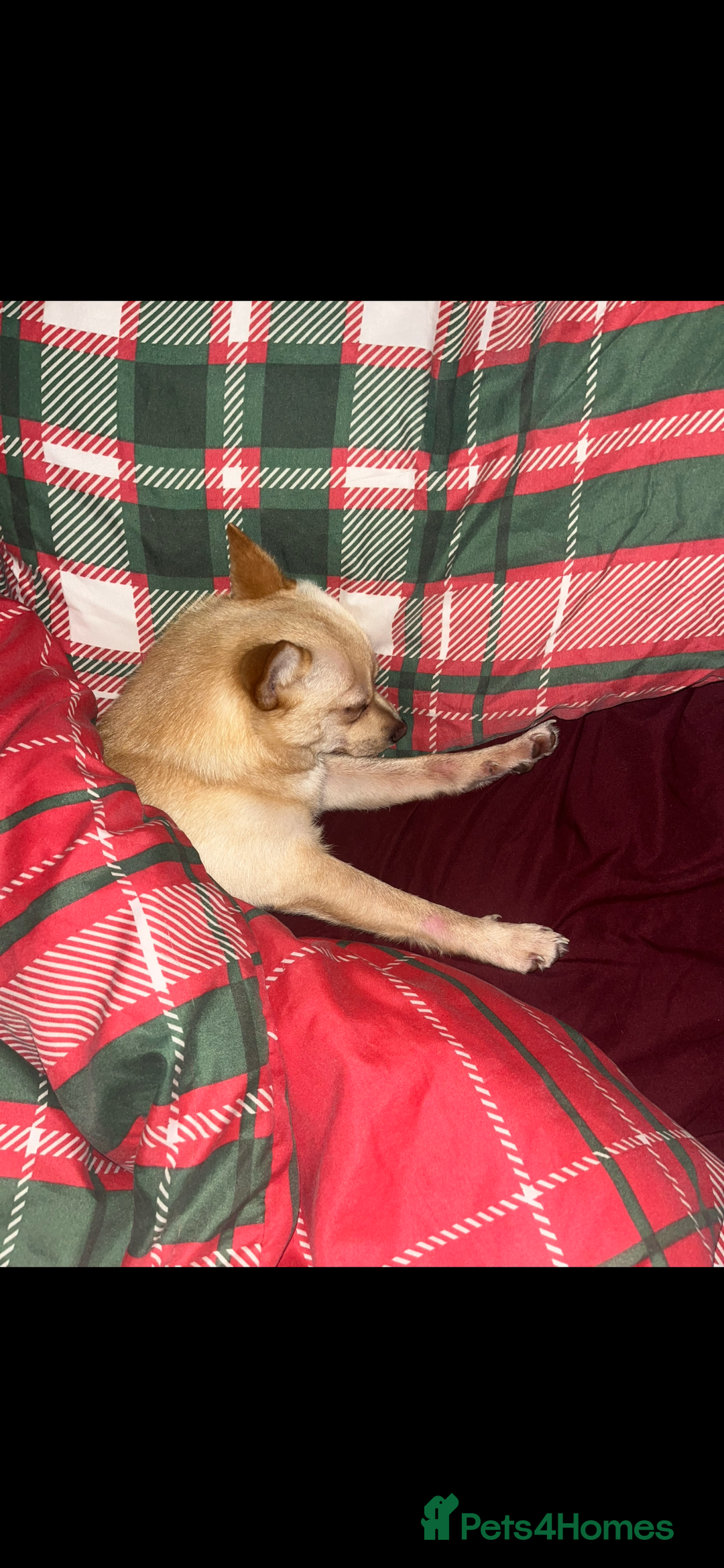 Pomchi dogs for sale: 9 month old female pomchi for rehoming.  - Advert 5