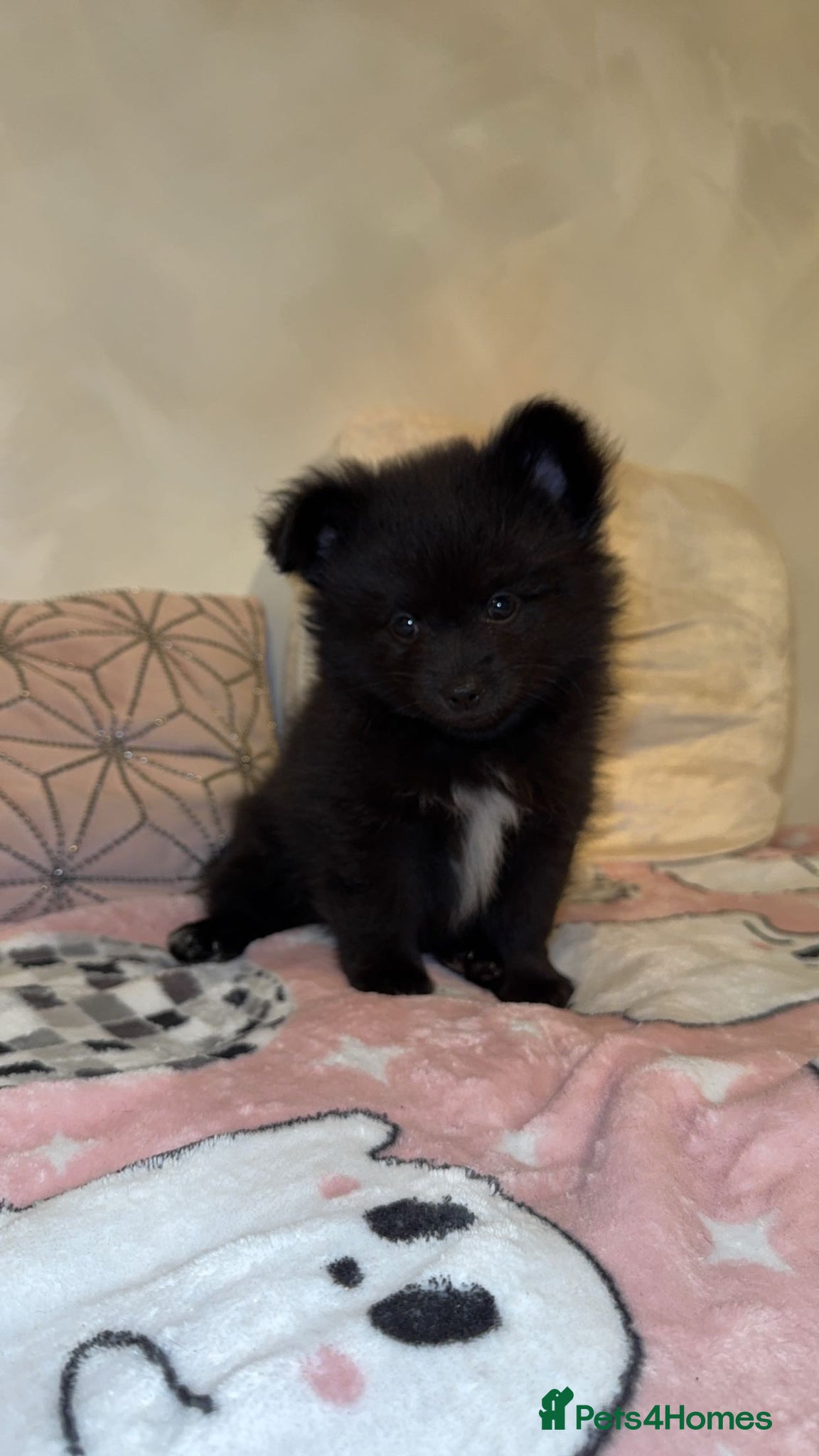 Pomchi dogs 💙Pomchi puppies💙final boy - Advert 2