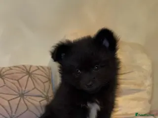Pomchi dogs 💙Pomchi puppies💙final boy - Advert 2