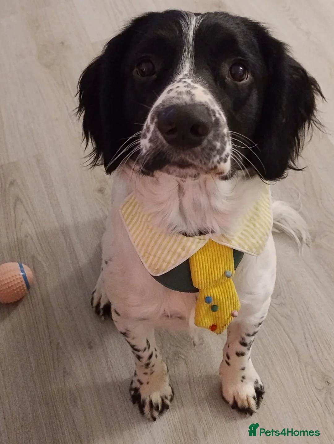 English Springer Spaniel dogs for sale: Cooper Male English Springer Spaniel Black &White - Advert 1