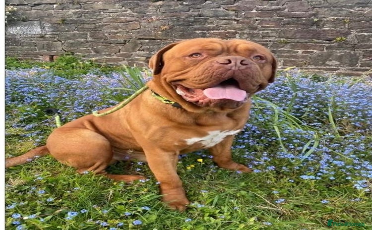 Dogue De Bordeaux dogs - Advert 1