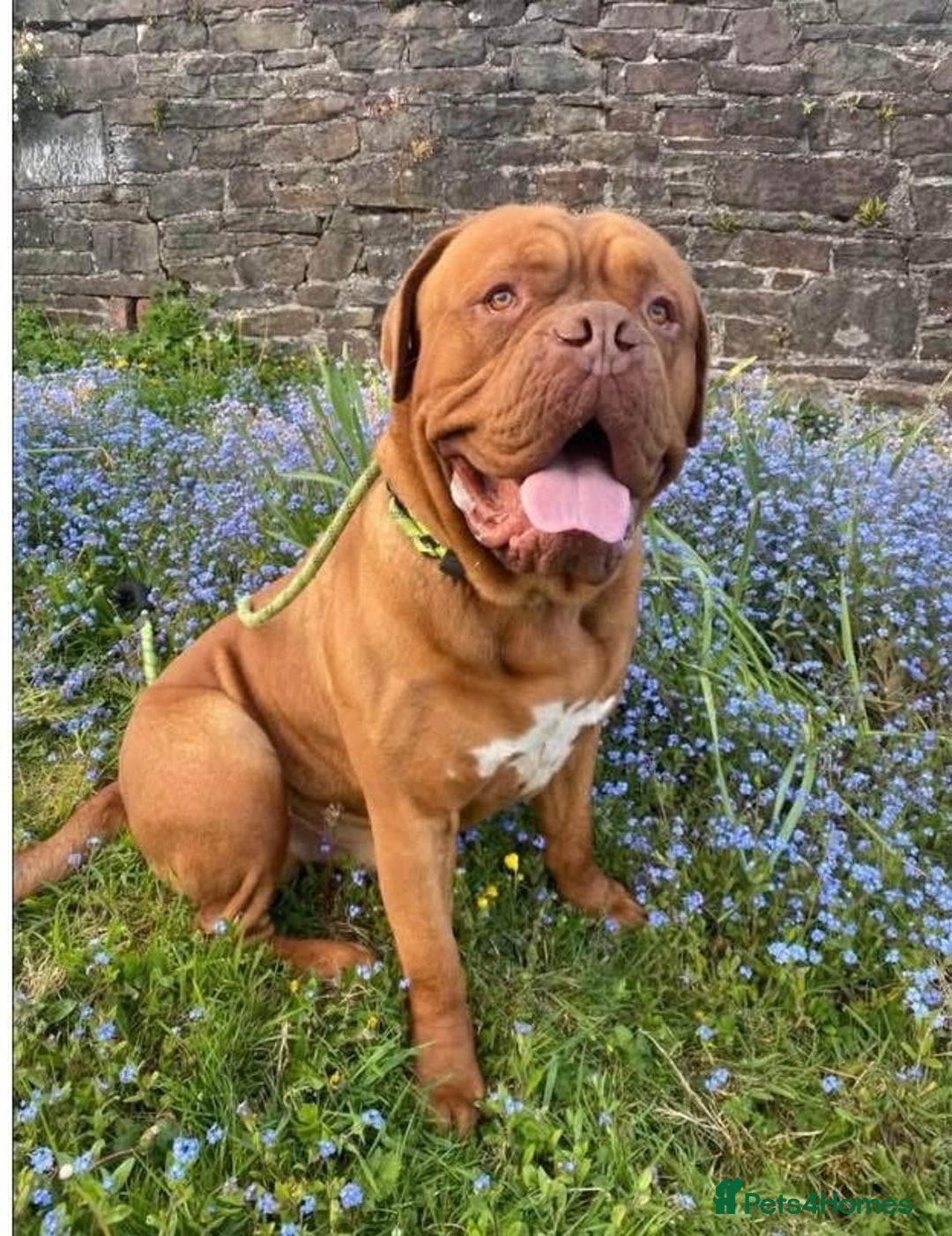 Dogue De Bordeaux dogs for sale: Brilliant dog needs rehomimg  - Image 1