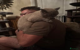 British Shorthair cats for sale:  British shorthair colourpoint pedigree kittens  - Image 24