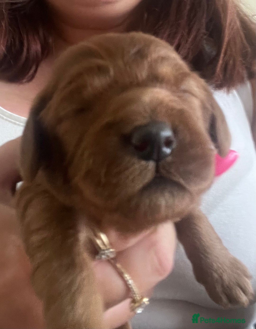 Cavapoo dogs for sale: Cute cavas for best homes only!  - Image 20