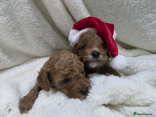 Cavapoo dogs Health tested stunning cavapoos - Advert 18