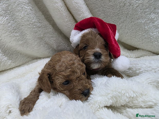 Cavapoo dogs Health tested stunning cavapoos - Advert 1