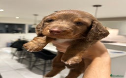 Miniature Dachshund dogs for sale: Stunning Kc Reg Long Hair Mini Dachshund puppies  - Image 37