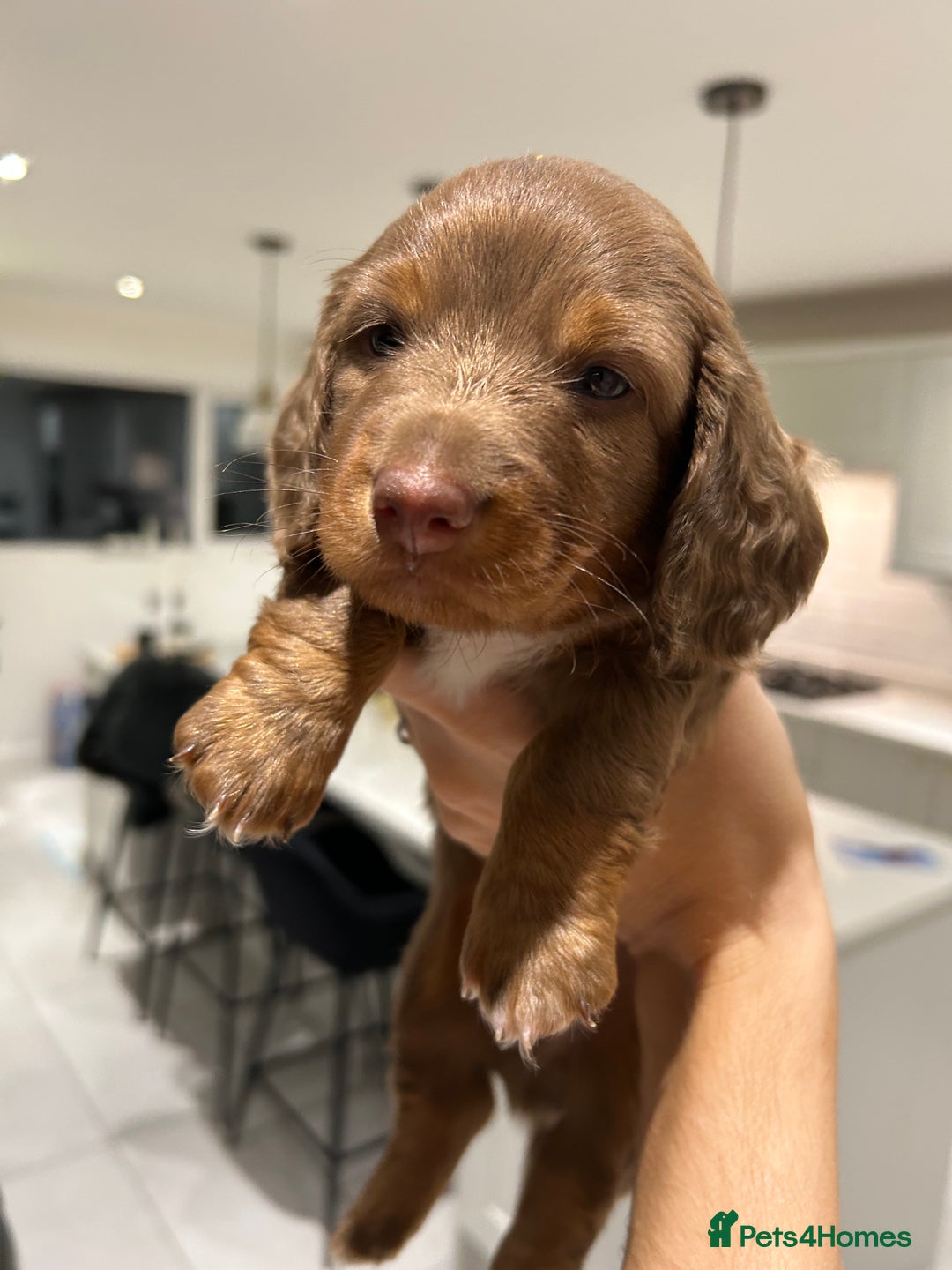 Miniature Dachshund dogs for sale: Stunning Kc Reg Long Hair Mini Dachshund puppies  - Image 37