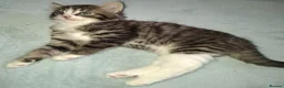Domestic Shorthair cats for sale: 5 Beautiful, Playful Kittens - Advert 11