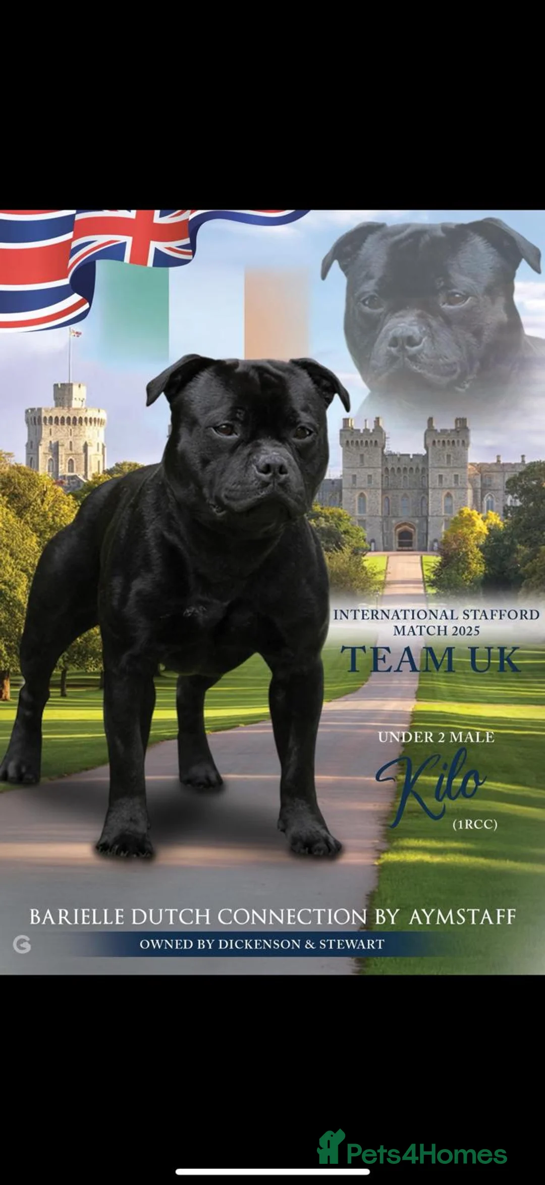 Staffordshire Bull Terrier dogs for sale: Stunning Staffordshire Bull Terrier Pups  - Advert 2