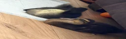Mixed Breed birds for sale: Ducklings  - Advert 2