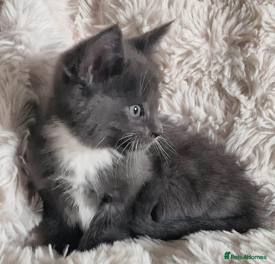 Maine Coon cats for sale: MAINE COONE KITTENS POLYDACTYL&NON POLYDACTYL   - Advert 25
