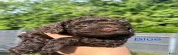Cockapoo dogs for sale:  Absolutely stunning  F1b chocolate cockapoos  in Peterborough - Advert 17