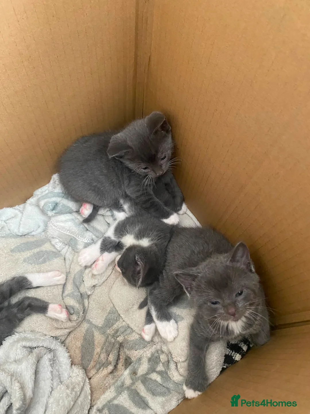 British Shorthair cats for sale: British short hair  - Advert 2