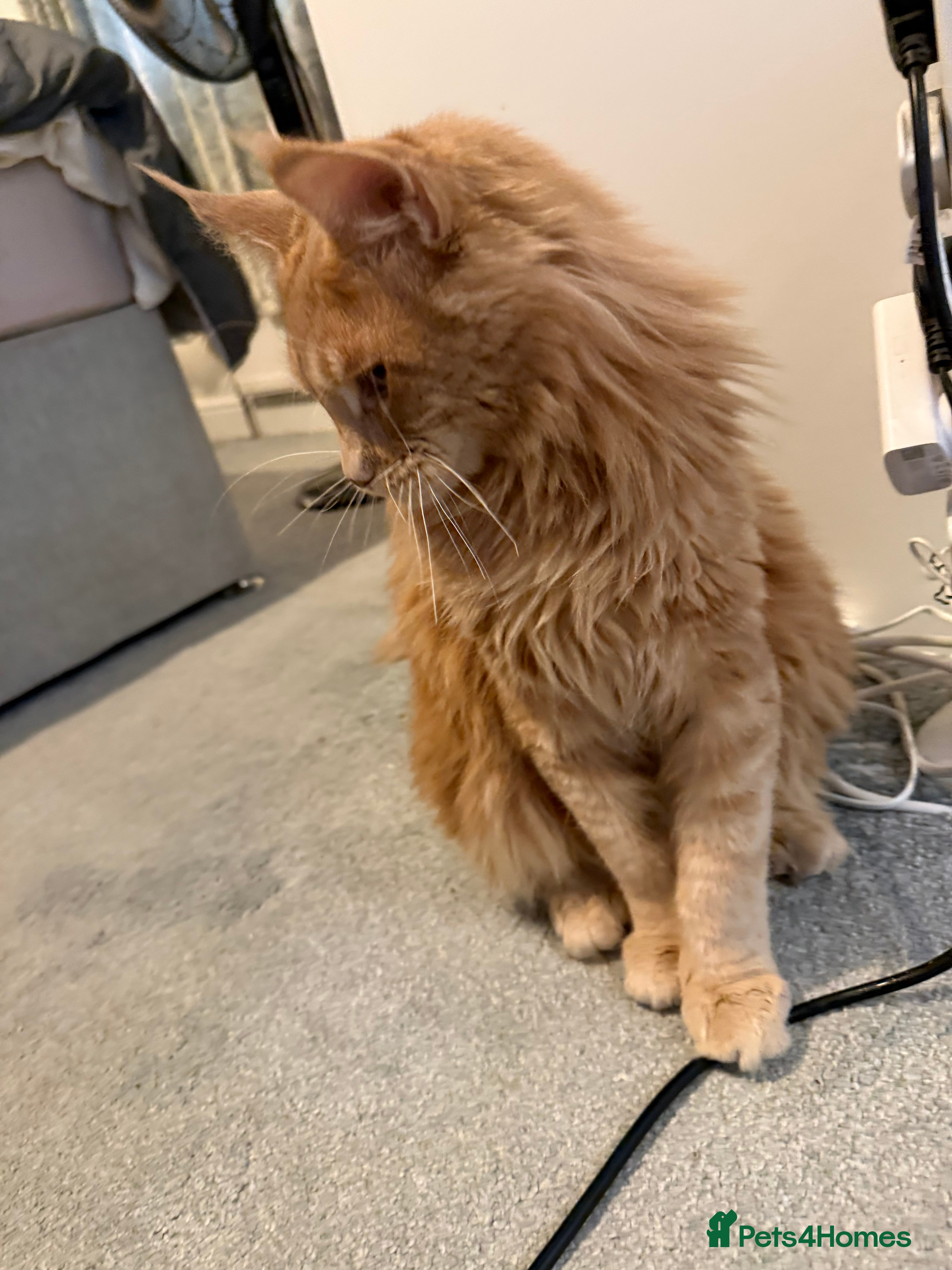 Maine Coon cats Loving home - Advert 1