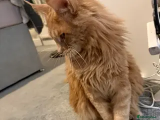 Maine Coon cats Loving home - Advert 4