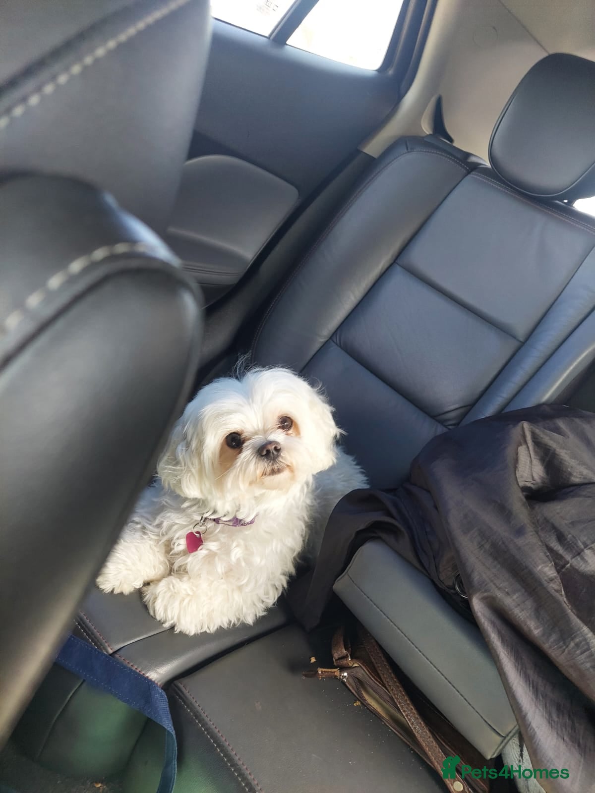 Maltese dogs Maltese puppies available mid January 2026 - Advert 1