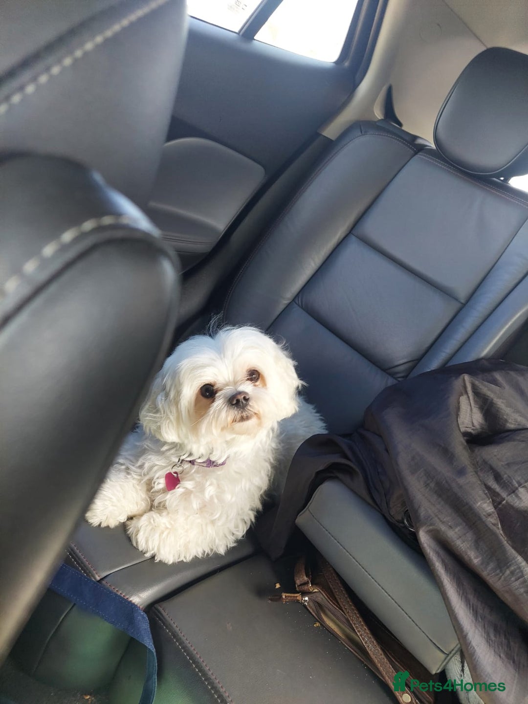 Maltese dogs for sale: Maltese puppies available mid January 2026 - Advert 1