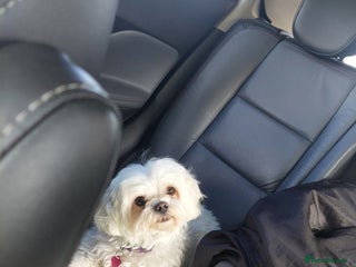 Maltese dogs Maltese puppies available mid January 2026 - Advert 1