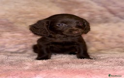 Cockapoo dogs for sale: Cockerpoo puppys - Image 4