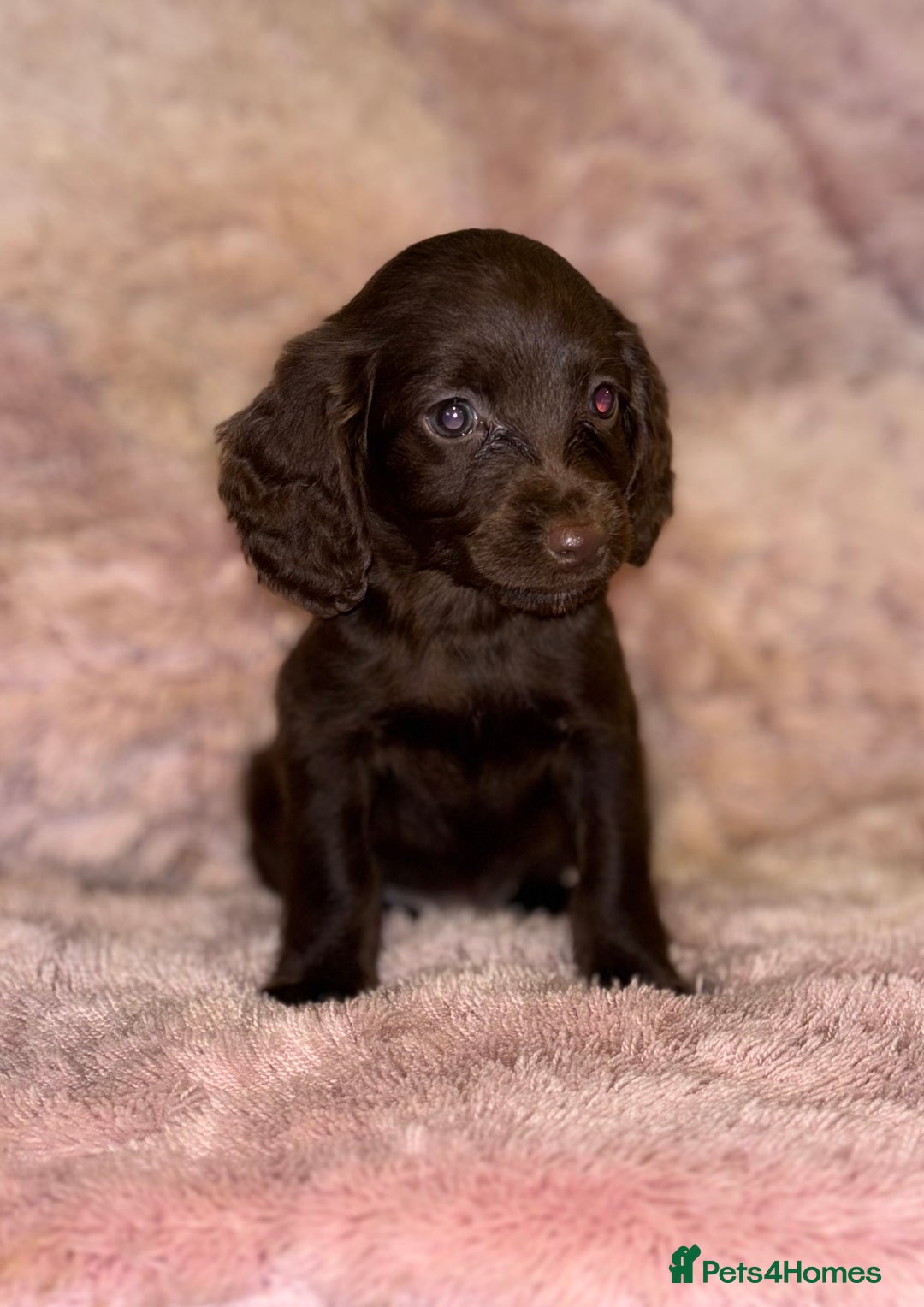 Cockapoo dogs for sale: Cockerpoo puppys - Image 4
