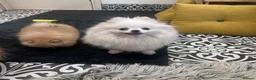 Pomeranian dogs for sale: 🐾Outstanding 🐻KC Registered  - Advert 20