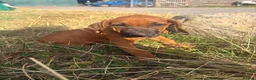 Rhodesian Ridgeback dogs for sale: One beautiful gentle kc little girl - Advert 15