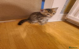 Mixed Breed cats for sale: 4 flufball looking for new home - Image 17