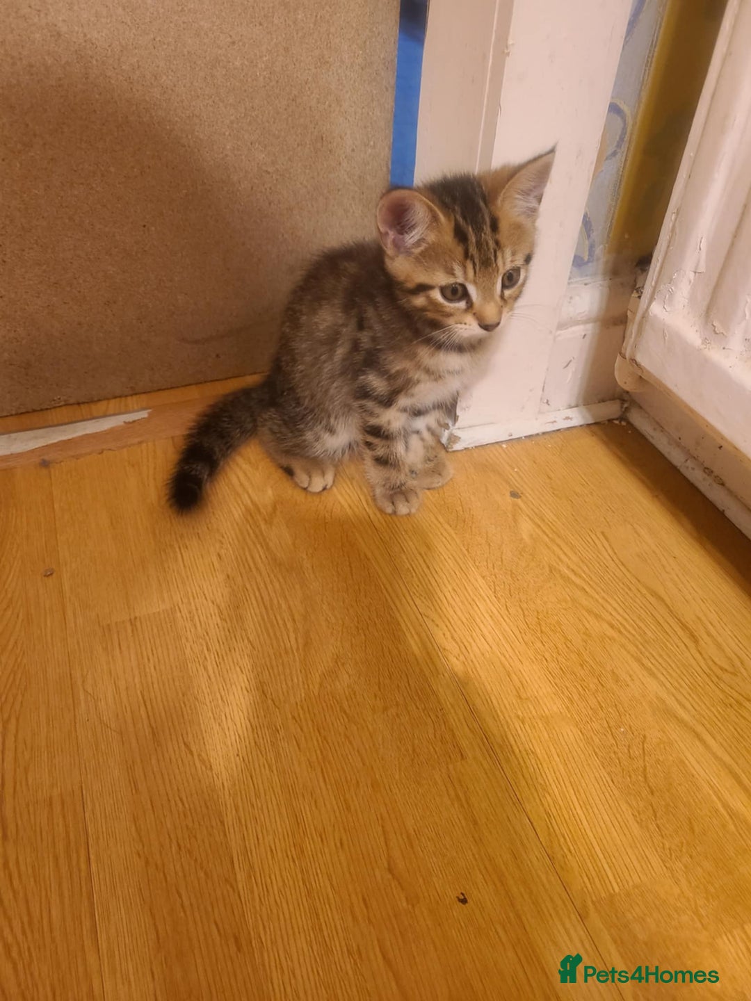 Mixed Breed cats for sale: 4 flufball looking for new home - Image 17