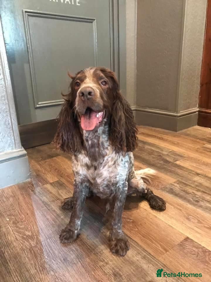 Cocker Spaniel dogs Beautiful friendly cocker spaniel, Jordan - Advert 3