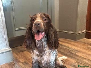 Cocker Spaniel dogs Beautiful friendly cocker spaniel, Jordan - Advert 13