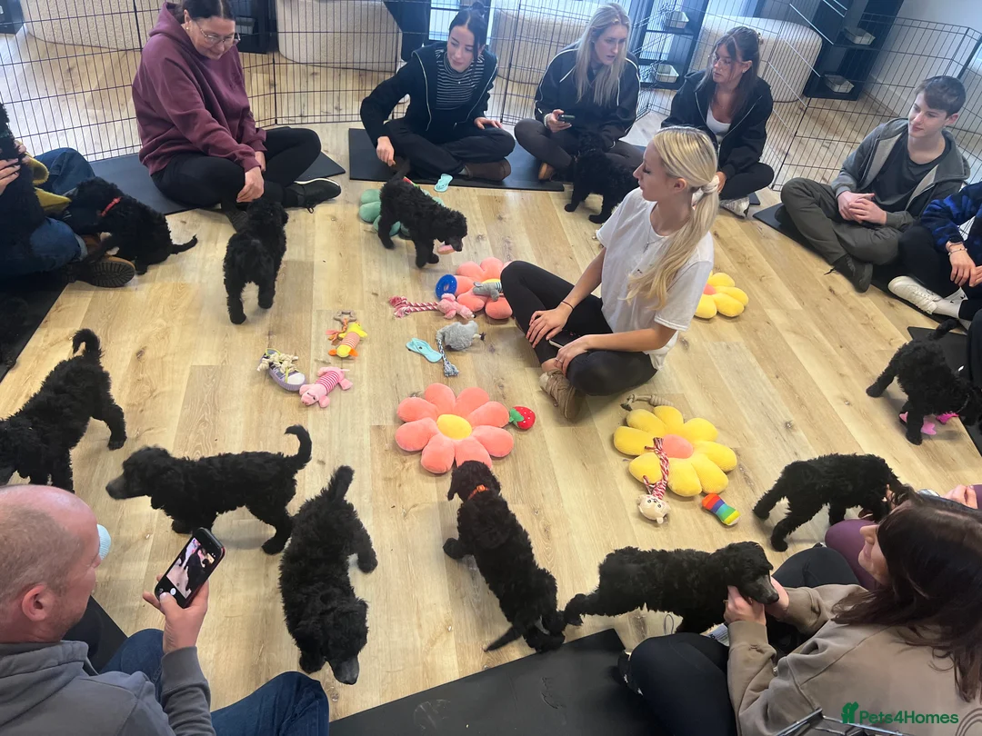 Standard Poodle dogs for sale: Silver & blue KC registered Standard Poodle Boys - Advert 2