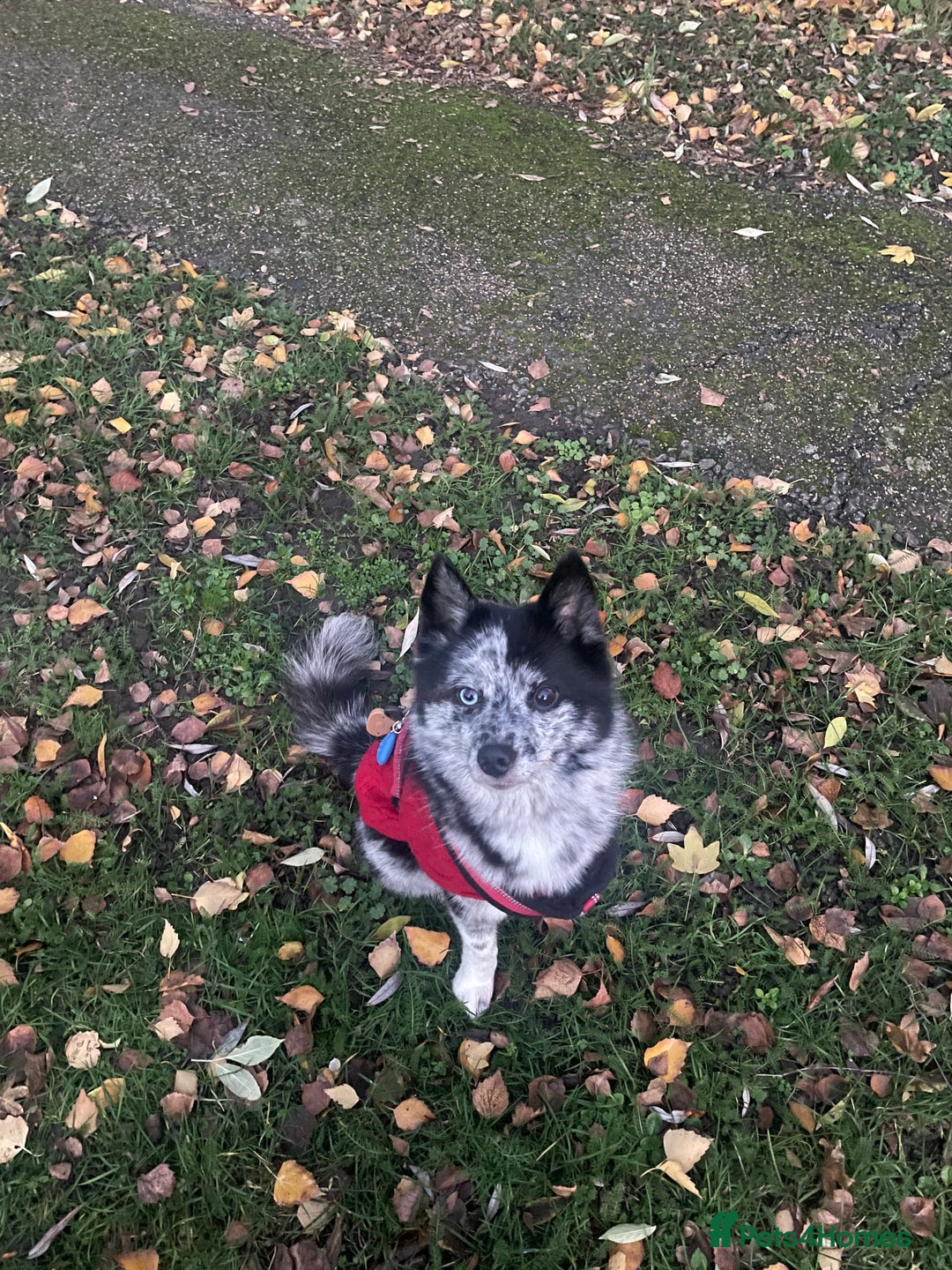 Pomsky dogs for sale: Urgent rehoming needed  - Advert 15